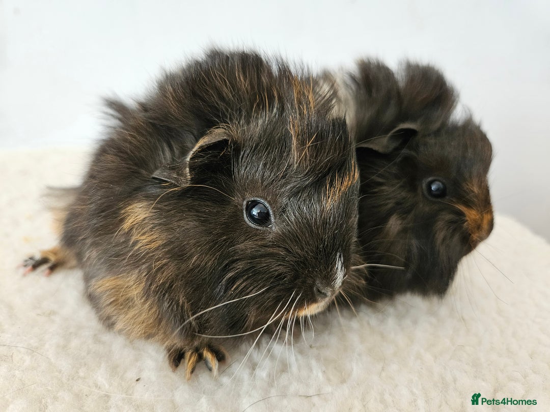 Guinea Pig rodents for sale: Baby female guinea pigs ready to reserve - Image 6