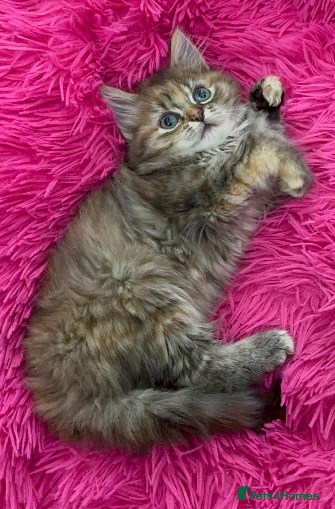 Mixed Breed cats for sale: GORGEOUS FLUFFY KITTENS - Advert 14