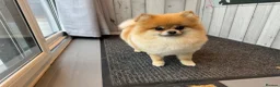 Pomeranian dogs for sale: Orange sable teddy bear type Pomeranians  - Advert 22