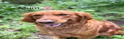 Golden Retriever dogs for sale: Rare Red Golden Retriever Puppies - Advert 3