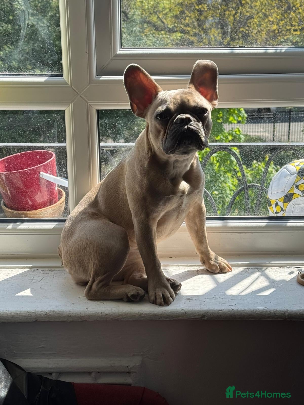 French Bulldog dogs 9-Month French Bulldog Looking for Loving Home - Advert 2