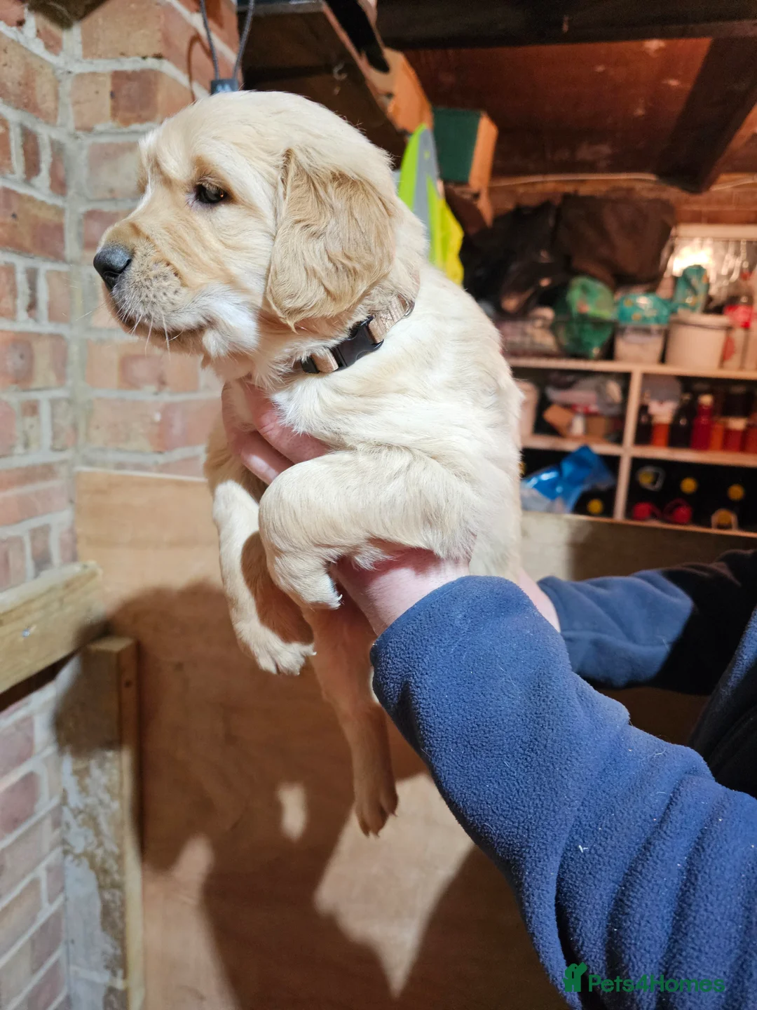 Golden Retriever dogs for sale: Golden retriever puppy for sale in Harrow  London - Advert 12