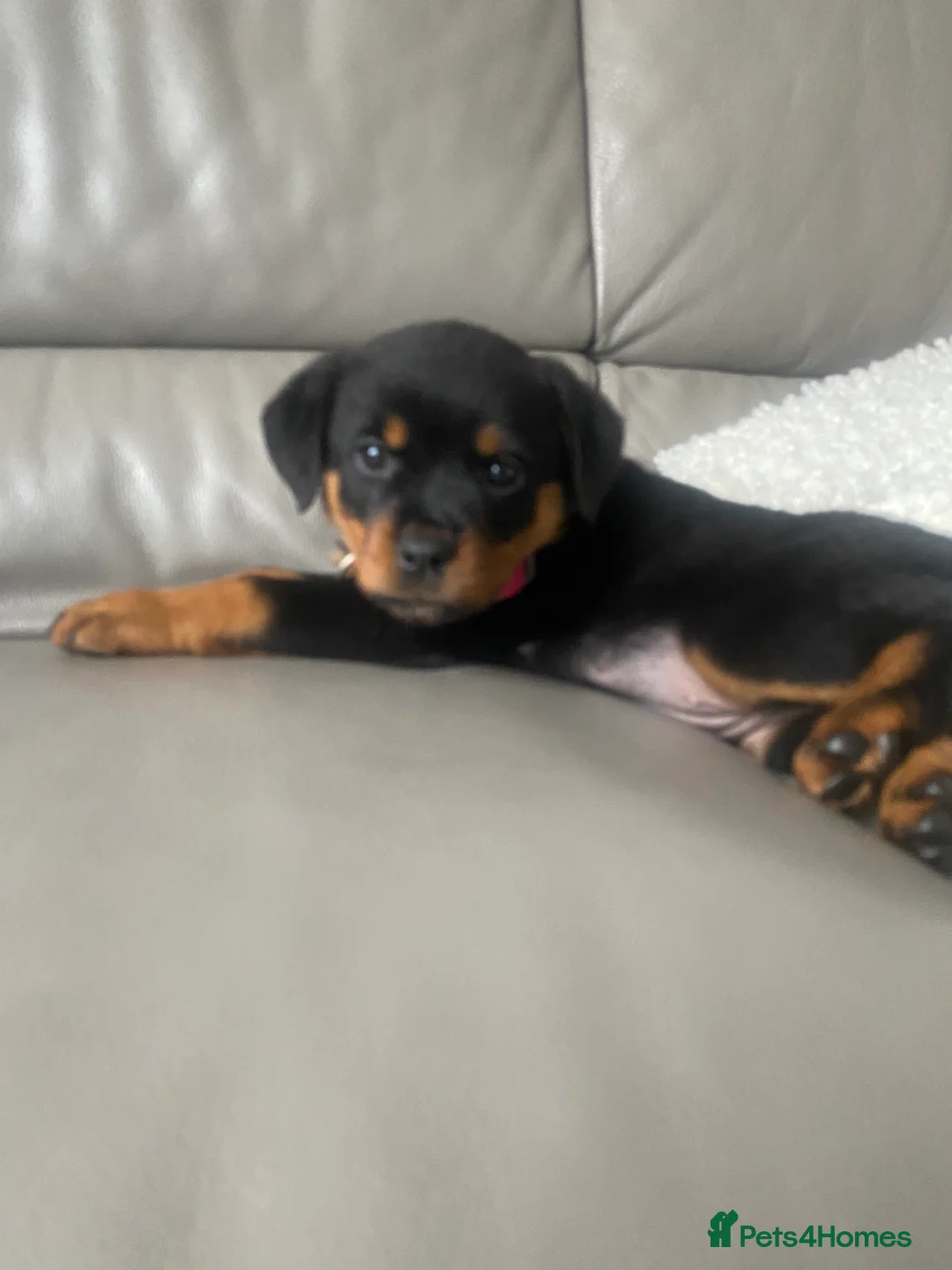 Rottweiler dogs for sale: Rottweiler Female For Sale - Advert 6