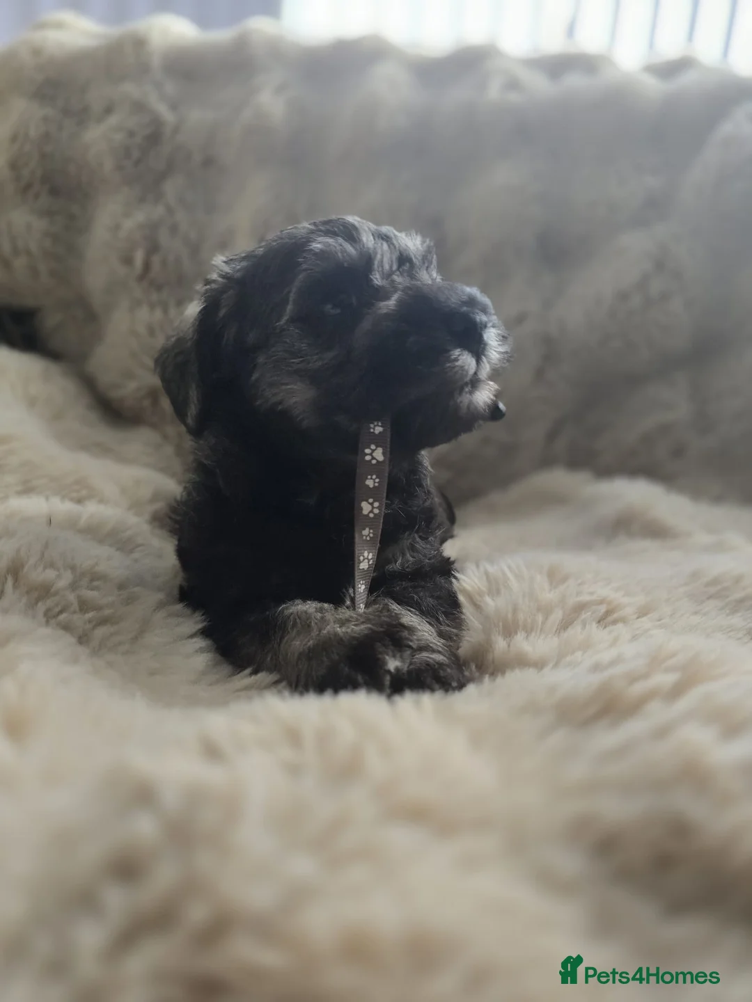 Miniature Schnauzer dogs for sale: RKC reg 2 boys 1 girl available end of FEB - Advert 6