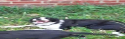 Border Collie dogs for sale: 4 adorable puppies for sale - Advert 13