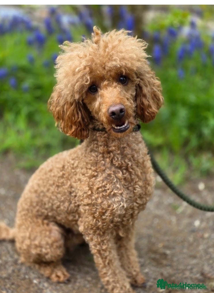 Miniature Poodle dogs Miniature boy poodle  - Advert 1