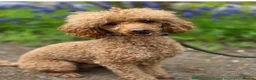 Miniature Poodle dogs for sale: Miniature boy poodle  - Advert 1