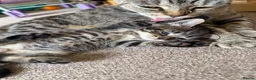 Scottish Fold cats for sale: Scotish fold and British short hair  - Advert 8