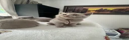 British Shorthair cats for sale: British Shorthair Kittens  - Advert 10