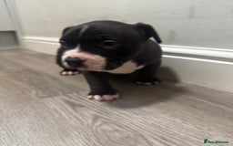 American Bully dogs for sale: Pocket bully - Image 12