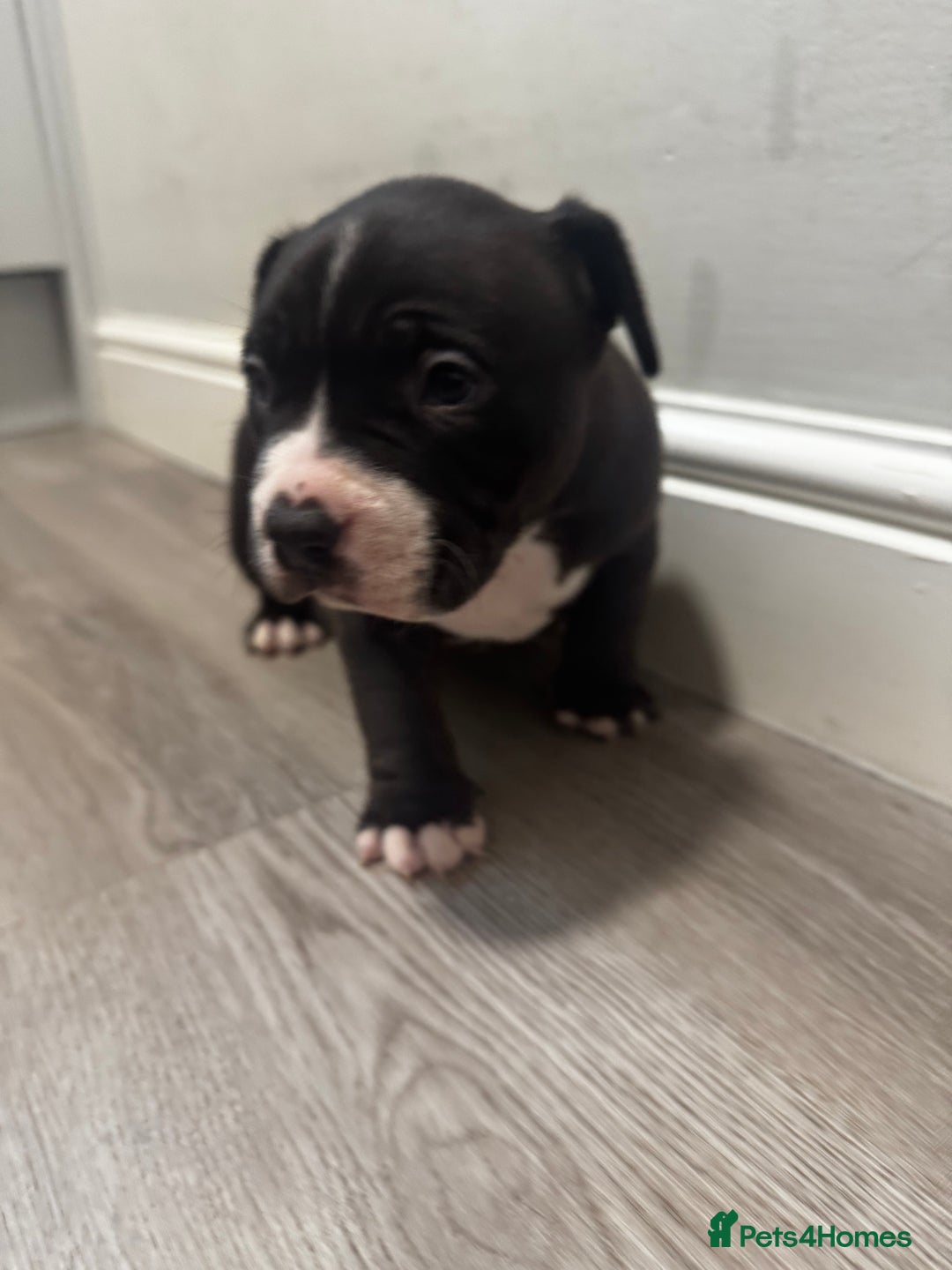 American Bully dogs for sale: Pocket bully - Image 12