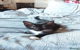 Domestic Shorthair cats for sale: Black And White Male - Image 3