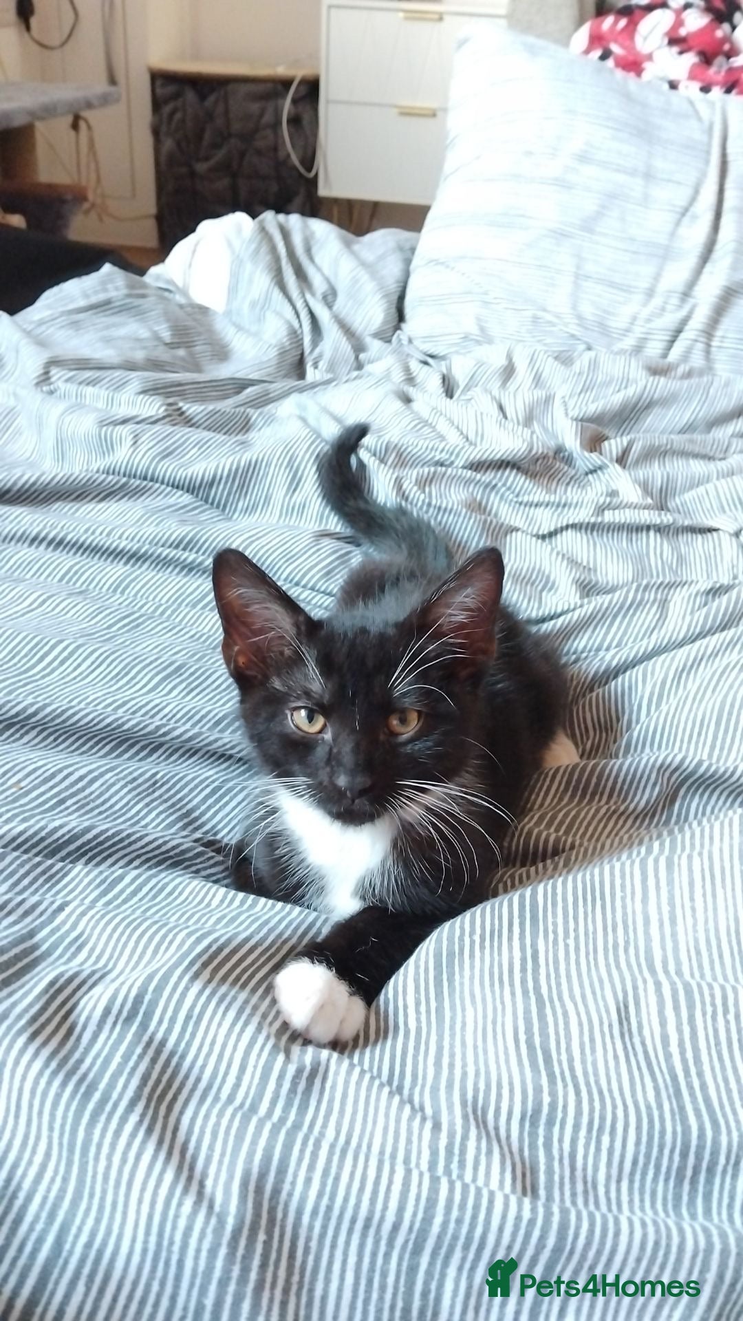 Domestic Shorthair cats for sale: Black And White Male - Image 3