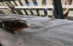 Guinea Pig rodents for sale: Guinea pigs  - Image 8
