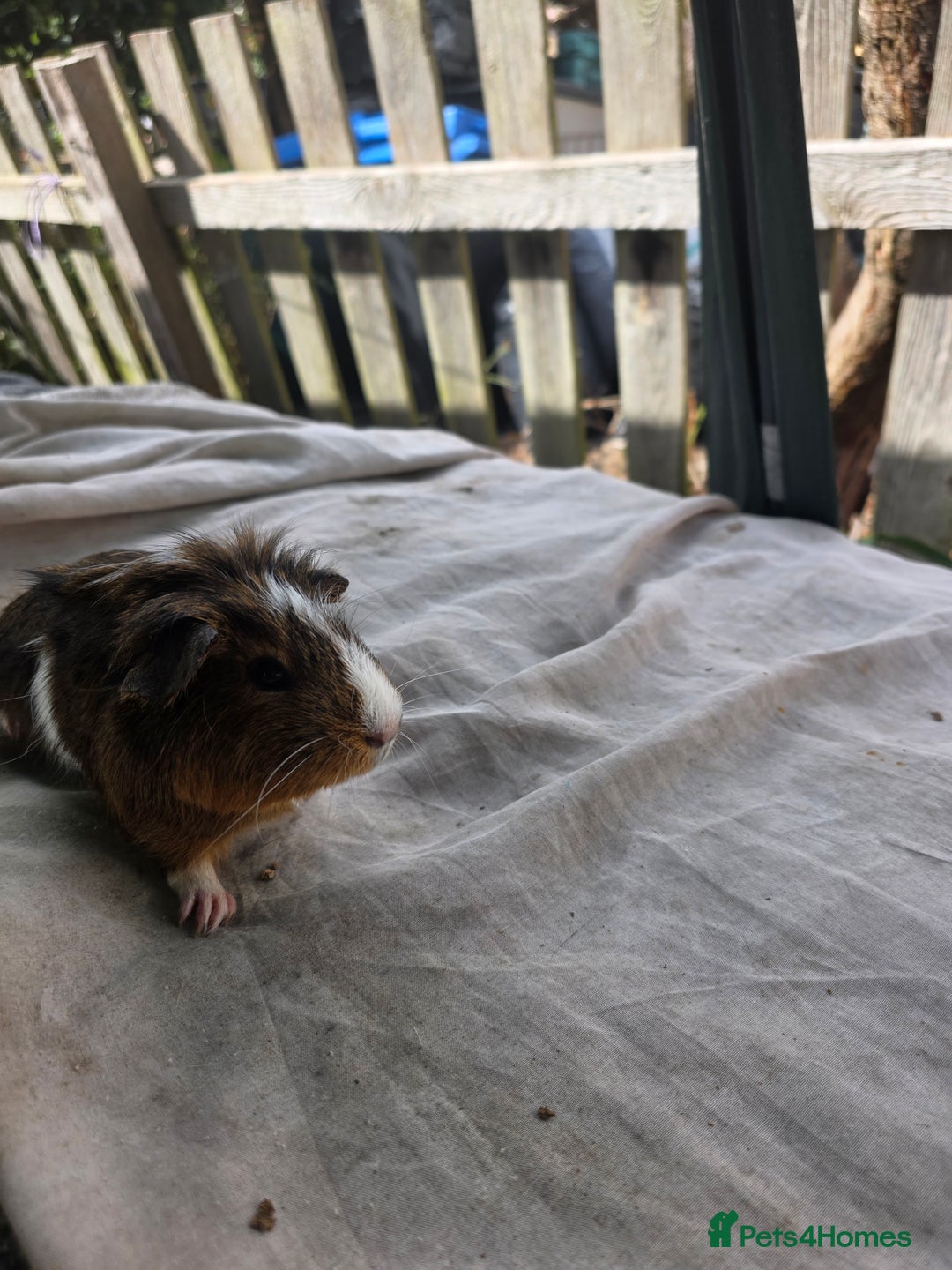 Guinea Pig rodents for sale: Guinea pigs  - Image 8