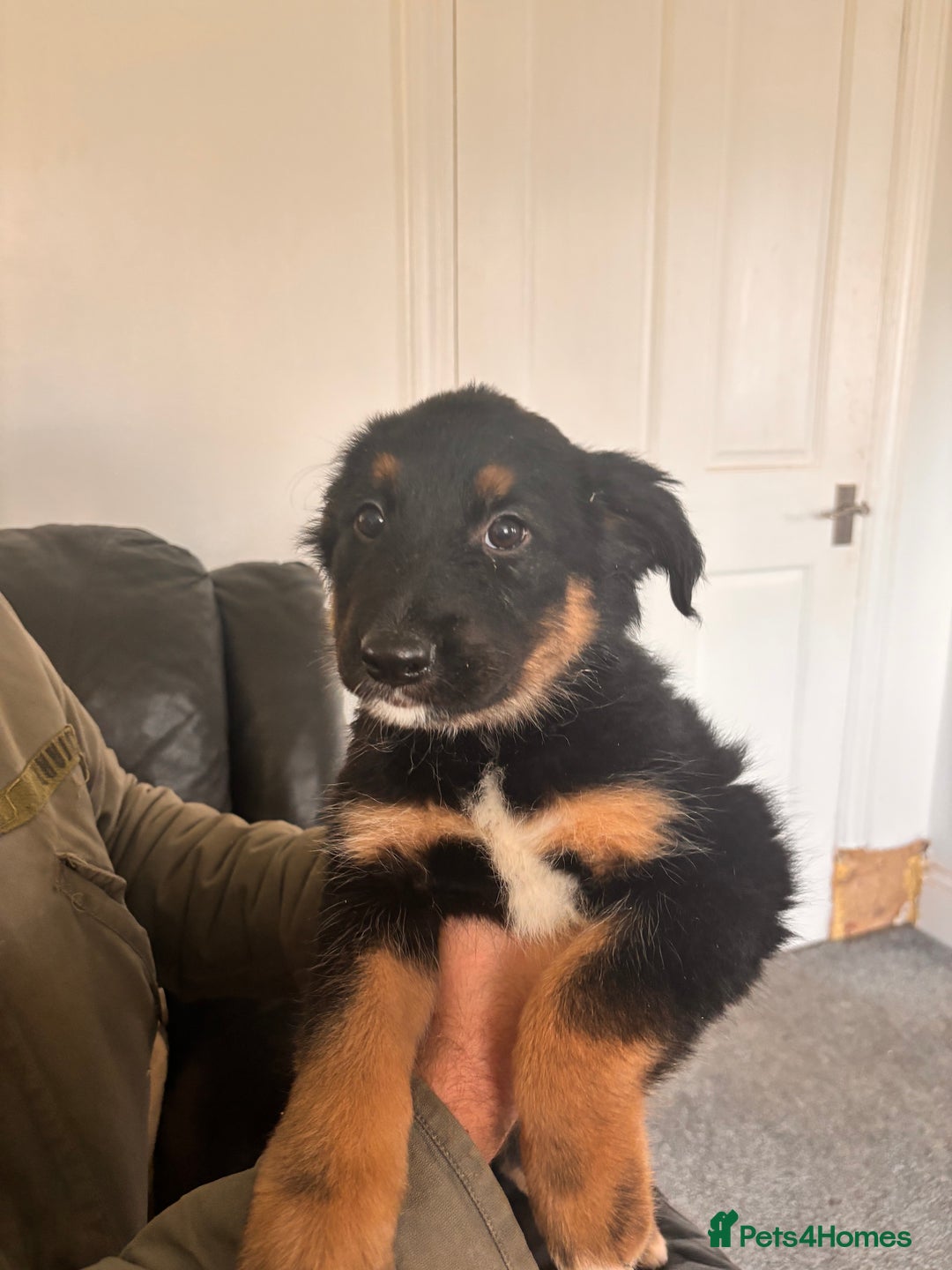 Mixed Breed dogs for sale: 🐾 Beautiful Shollie Pups - Ready Now 🐾 - Advert 7