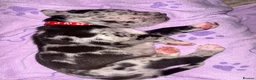 Mixed Breed dogs for sale: Mastiff X (North American & South African)  - Advert 9