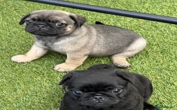 Pug dogs for sale: stunning KC Registered PUG puppies  - Image 8