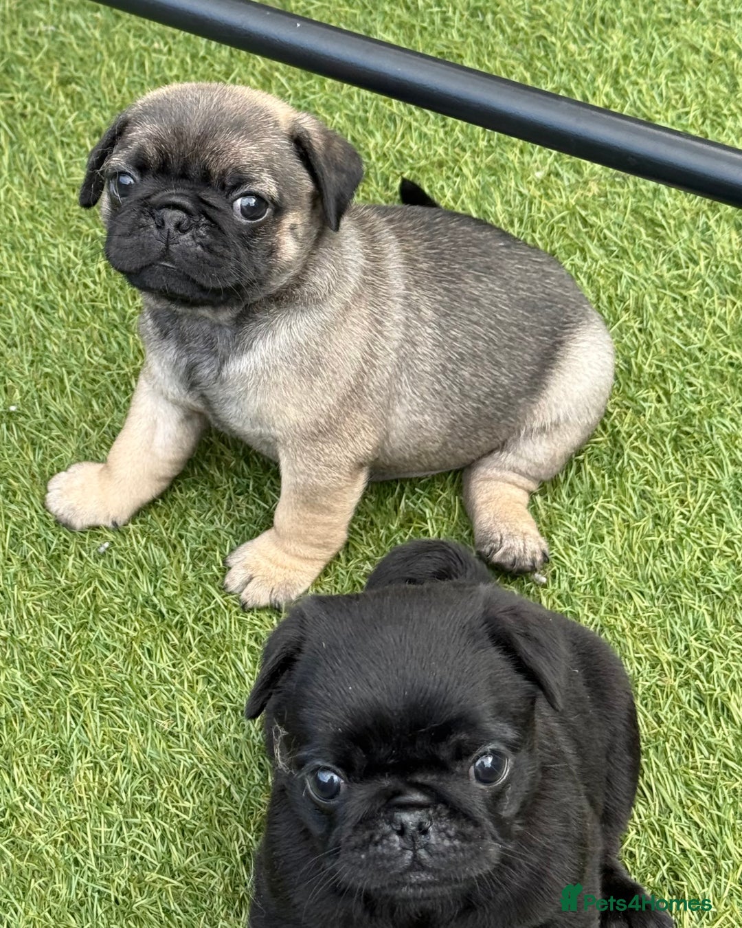 Pug dogs for sale: stunning KC Registered PUG puppies  - Image 8