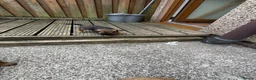 Border Terrier dogs for sale: Border terrior puppies  in Blackwood - Advert 10