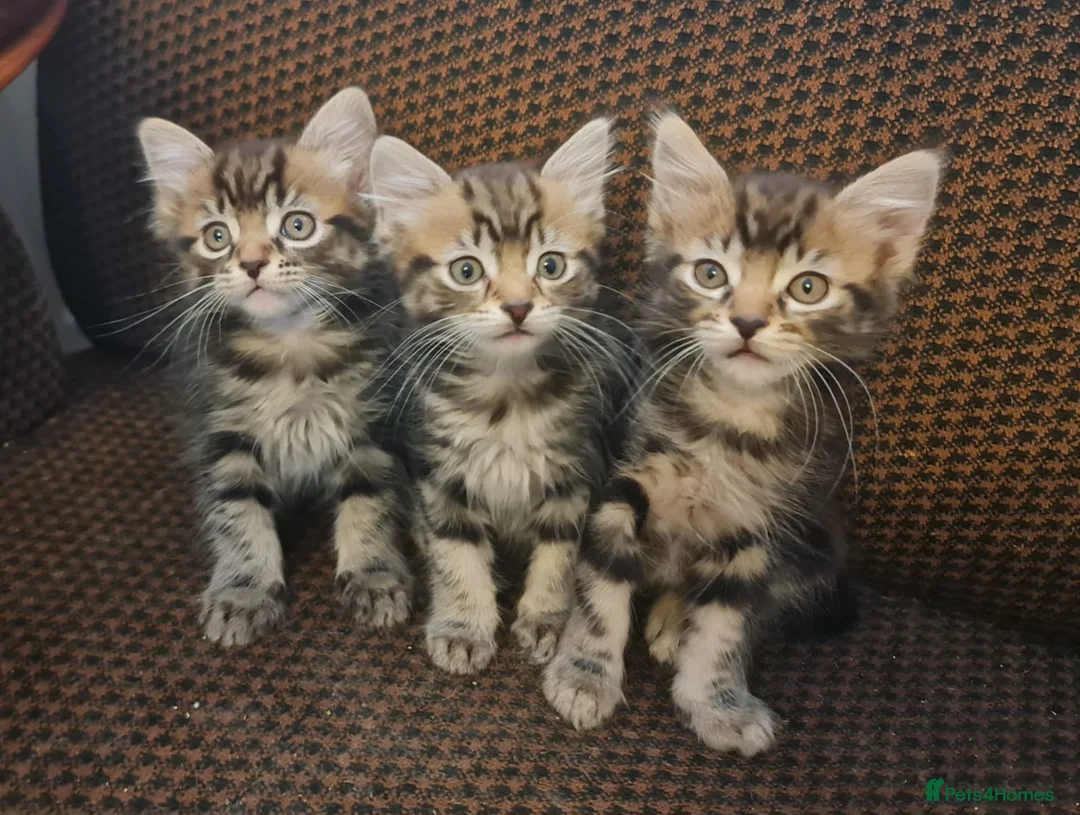 British Shorthair cats for sale: Three gorgeous male mixed bread kittens - Advert 1