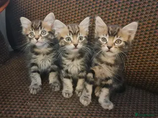 British Shorthair cats Three gorgeous male mixed bread kittens - Advert 5