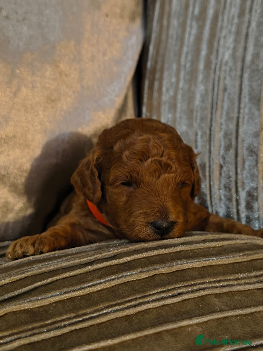 Toy Poodle dogs for sale: Toy Poodles For Sale - Advert 4