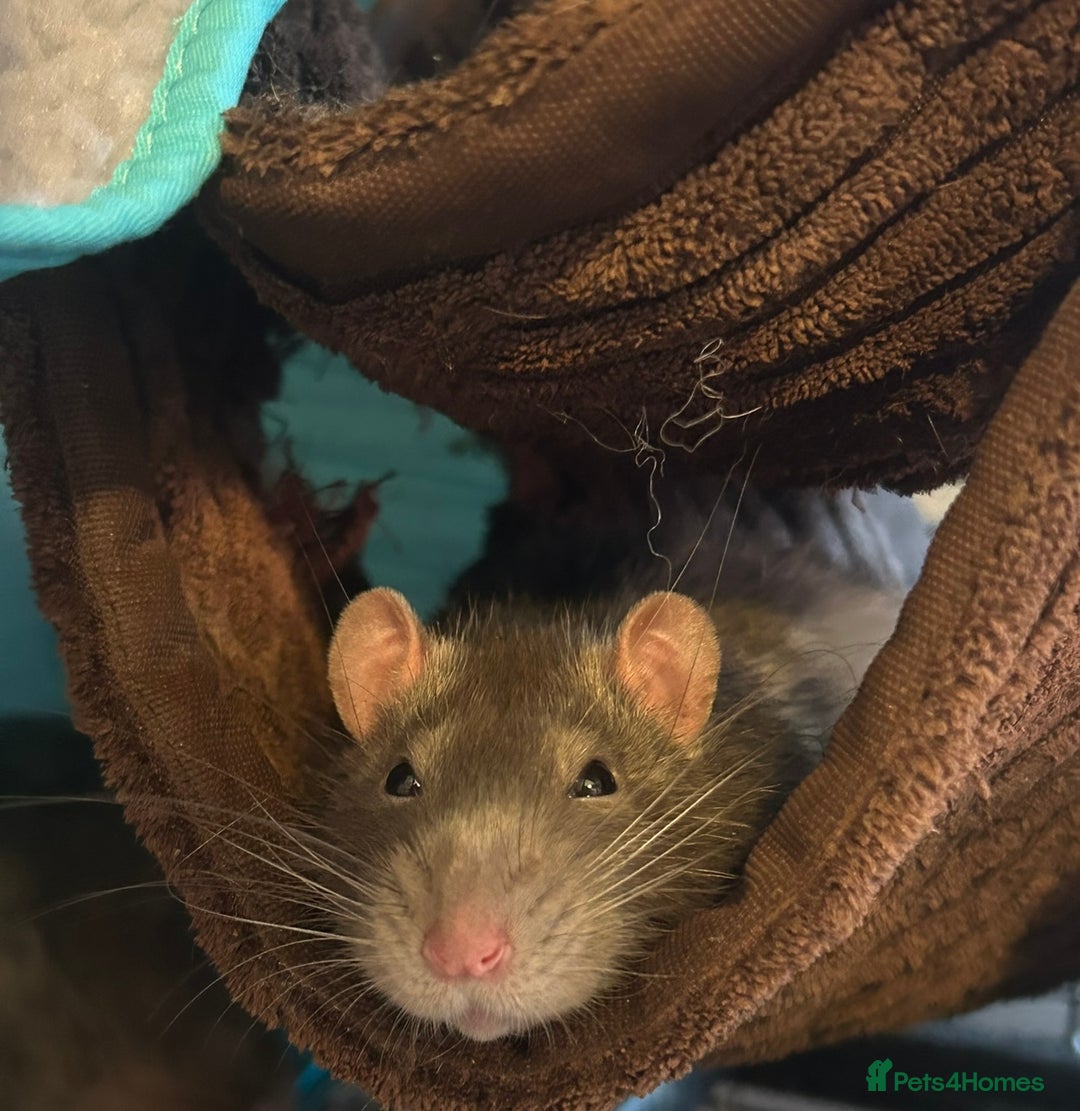 Rat rodents for sale: 4 1 year old boys  - Advert 3