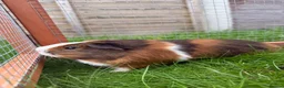 Guinea Pig rodents for sale: Baby guinea pigs! - Advert 4