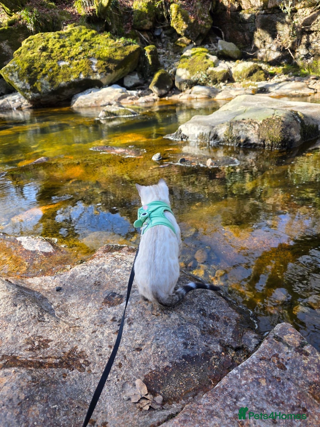 Bengal cats for sale: 🏆🎉New Pedigree Tica Mini Leopards Ready Soon🎉🏆 - Advert 28