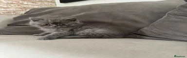 British Shorthair 2