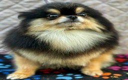 Pomeranian dogs for adoption: Tiny’s Story: A Fragile Soul Saved From the Edge - Image 1