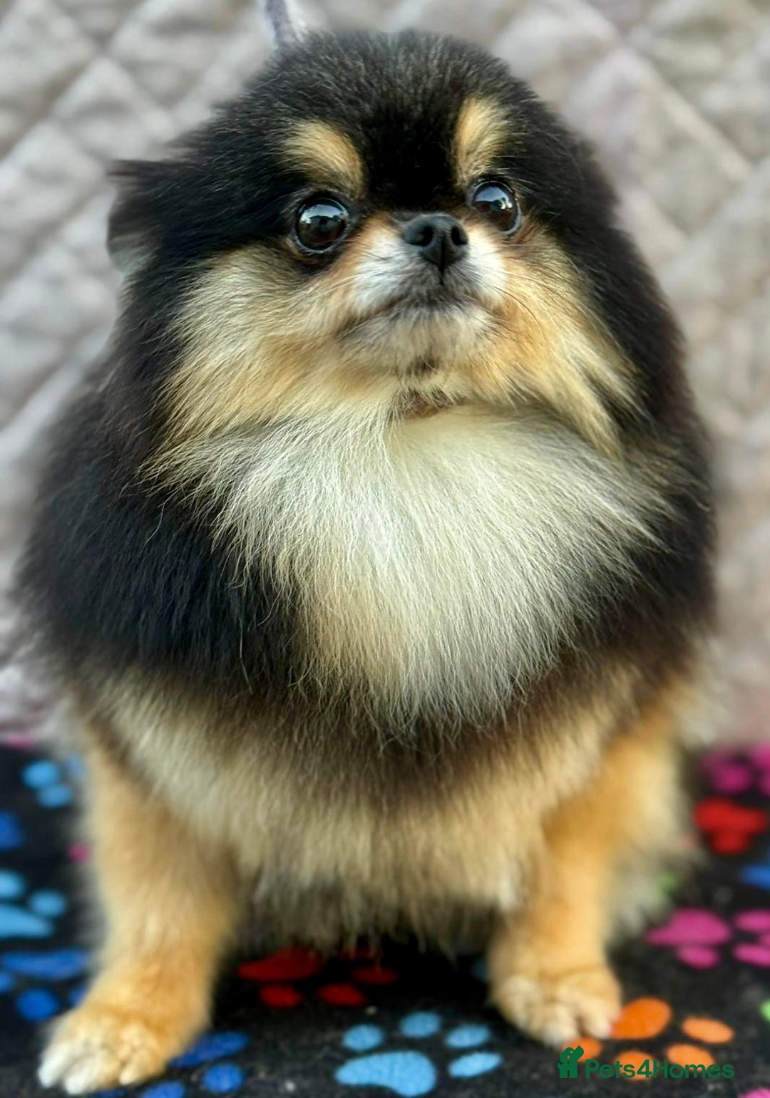 Pomeranian dogs for adoption: Tiny’s Story: A Fragile Soul Saved From the Edge - Image 1