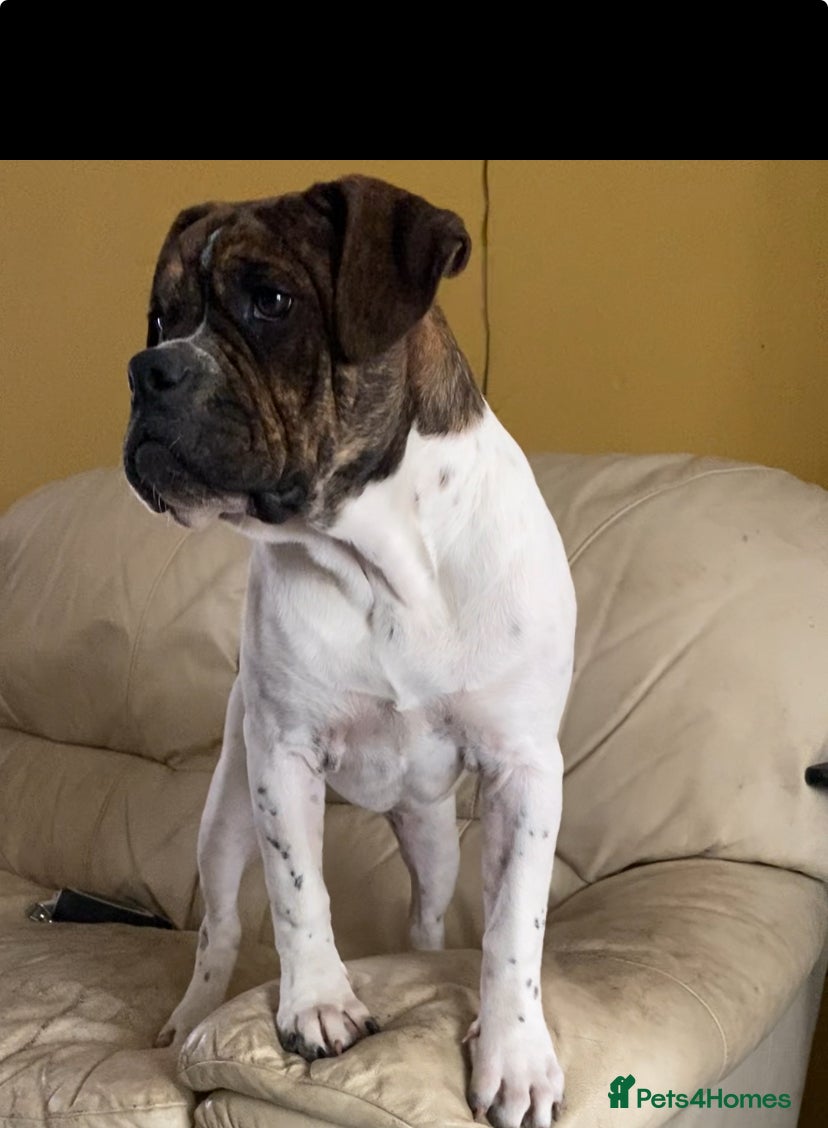 Alapaha Blue Blood Bulldog dogs ALAPAHA BULLDOGS FEMALE 100%PURE - Advert 2