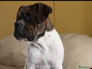 Alapaha Blue Blood Bulldog dogs ALAPAHA BULLDOGS FEMALE 100%PURE - Advert 2