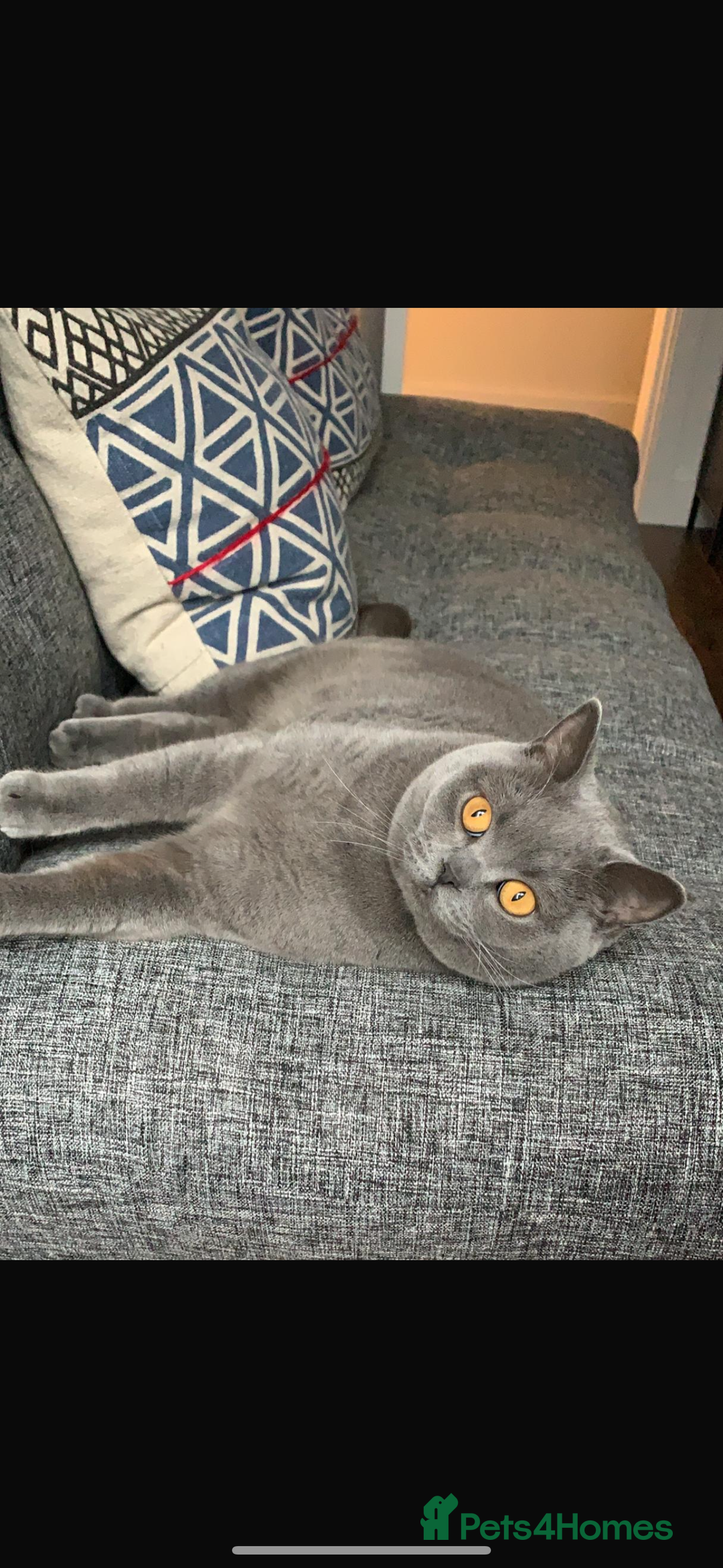 Ragdoll cats for sale: Ragdoll cross British blue kittens  - Advert 7