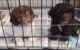 Cockapoo dogs for sale: 2 male cockapoo puppies  - Image 6
