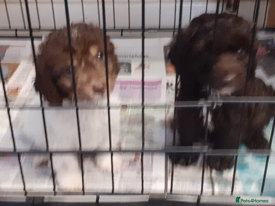 Cockapoo dogs for sale: 2 male cockapoo puppies  - Image 6
