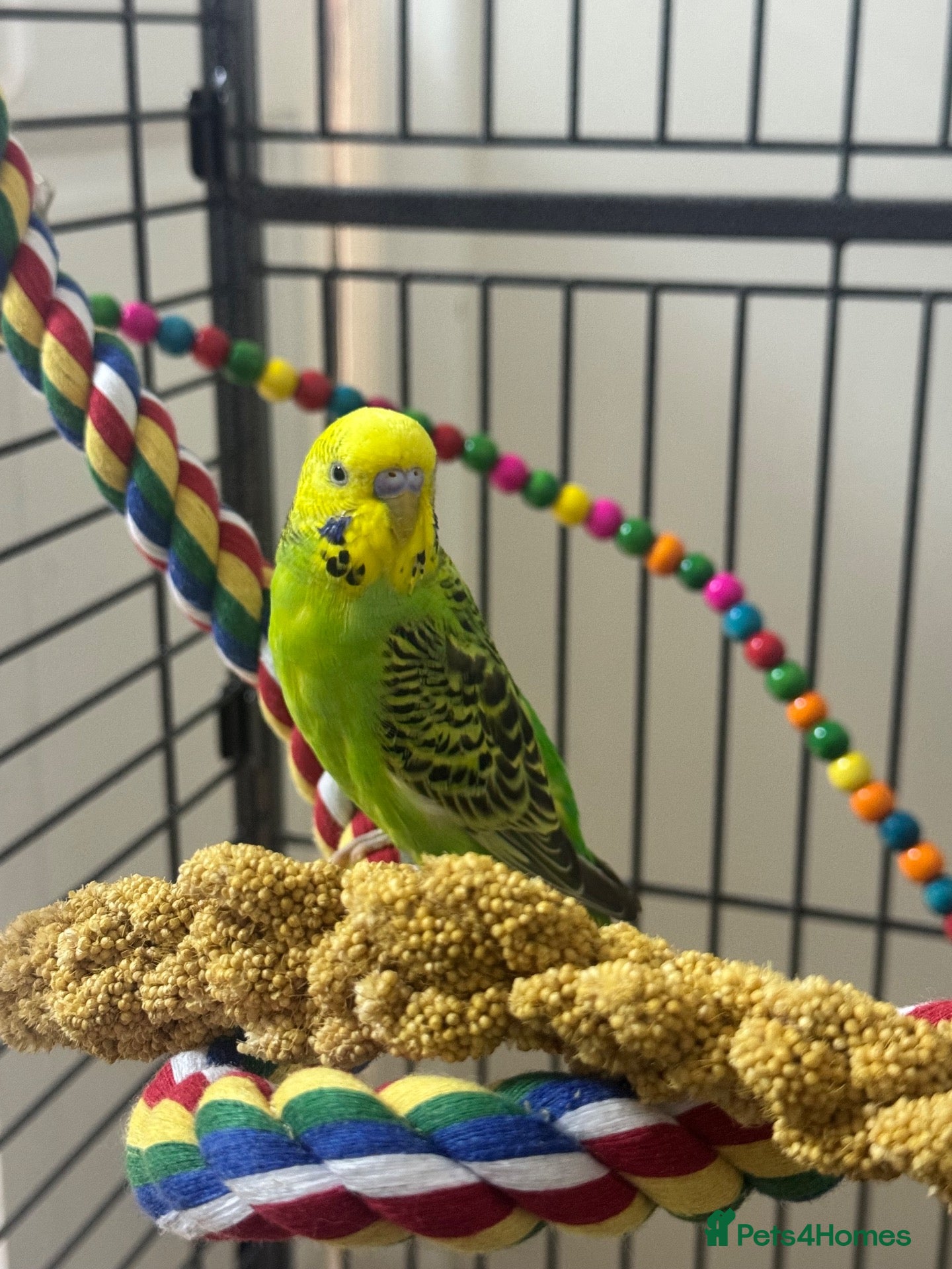 Budgerigars birds Cosmo - Advert 5