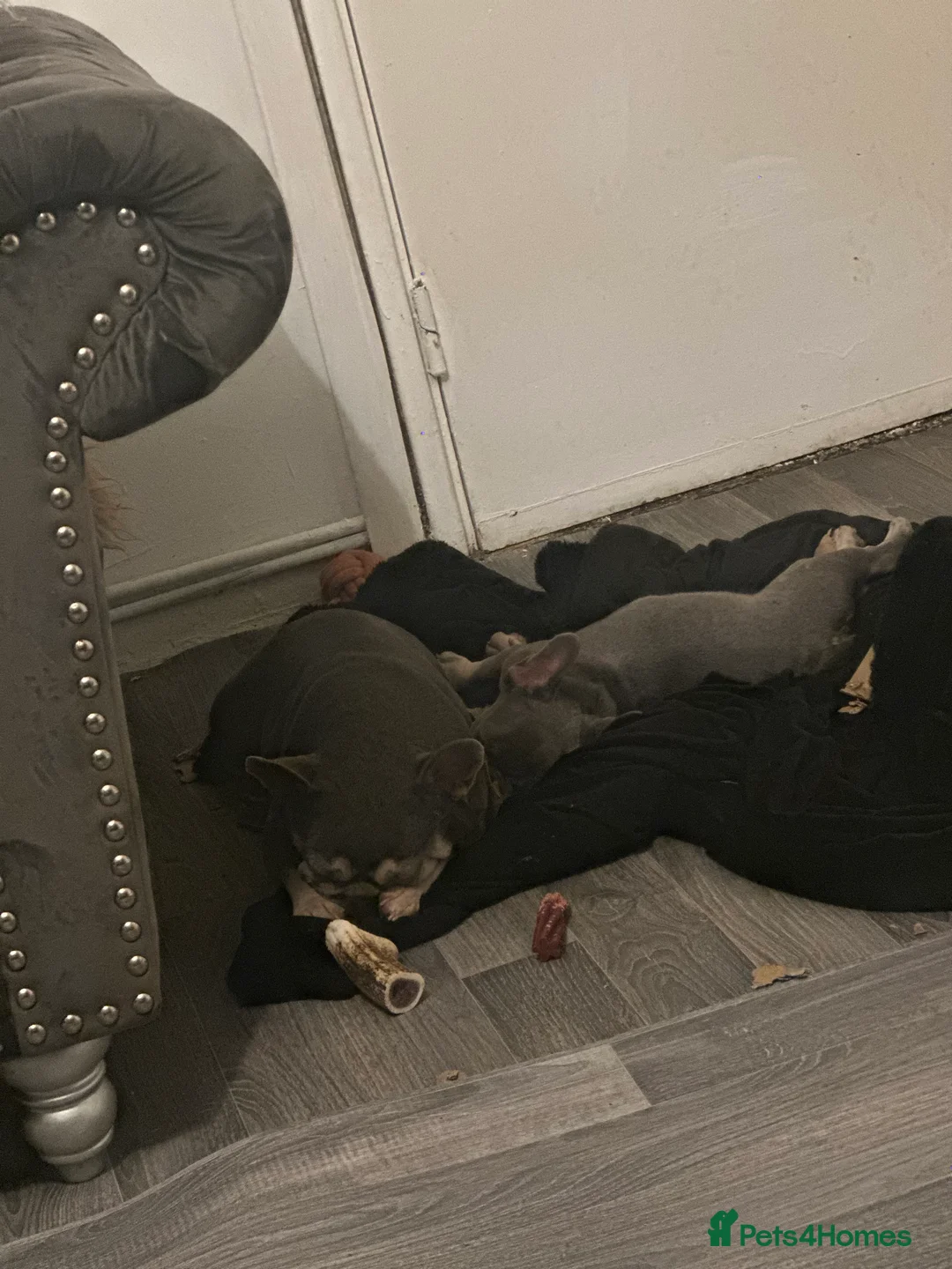 French Bulldog dogs for sale: Lilac and tan frenchie pup - Advert 4