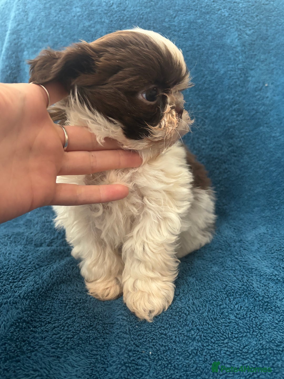 Shih Tzu dogs for sale: Beautiful Shih-zu puppies mixed colours ready soon - Image 10