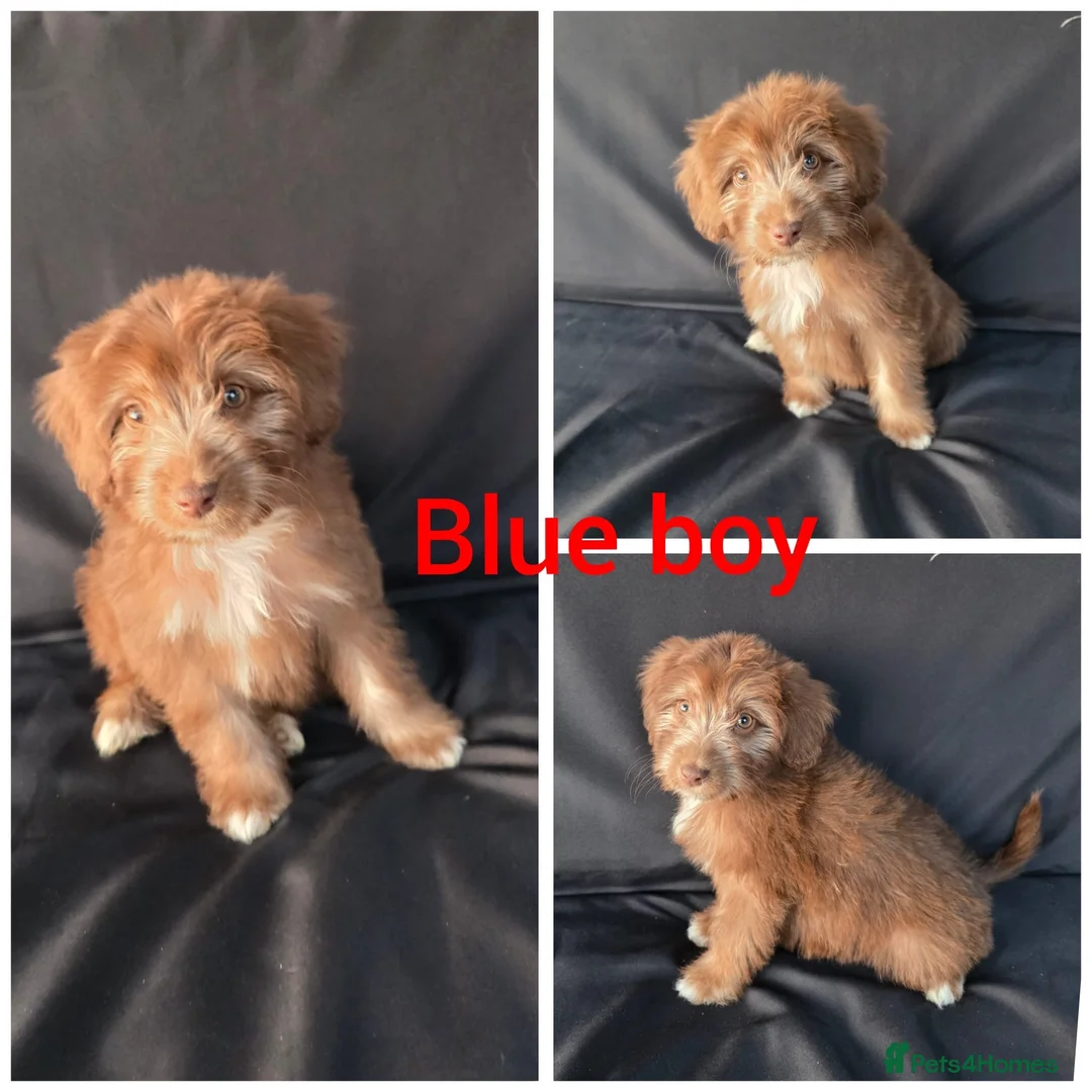 Aussiedoodle dogs for sale: READY NOW Aussiedoodle pups - Advert 2