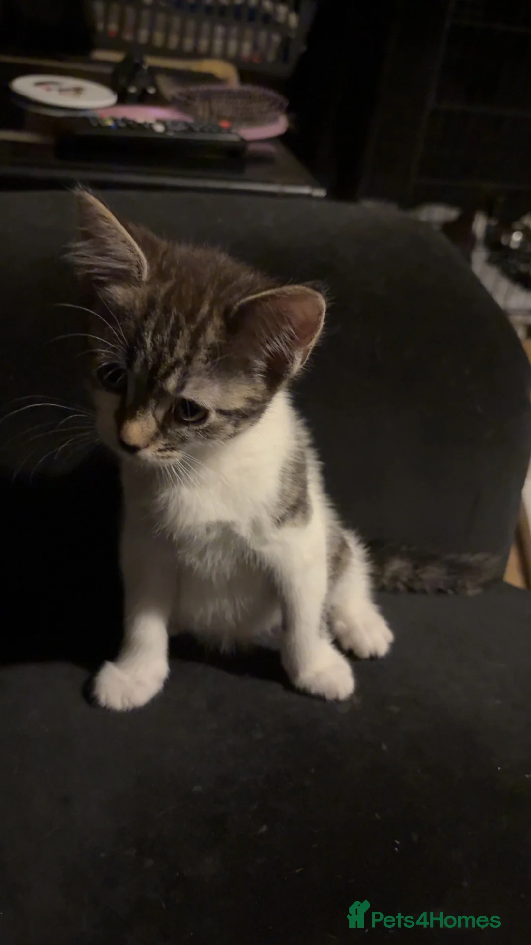 Mixed Breed cats for sale: Kittens for sale in Addlestone - Advert 2