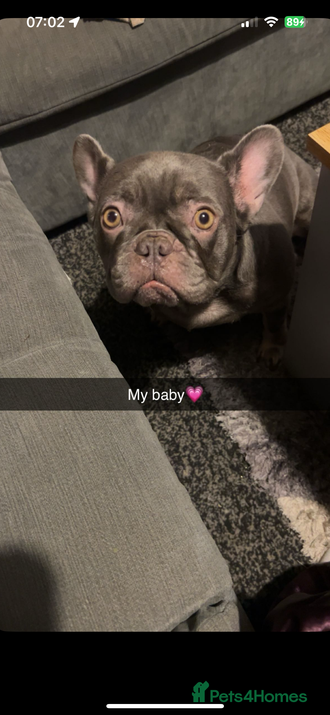 French Bulldog dogs for sale: Blue frenchie girl for sale  - Advert 1