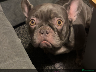 French Bulldog dogs Blue frenchie girl for sale - Advert 1