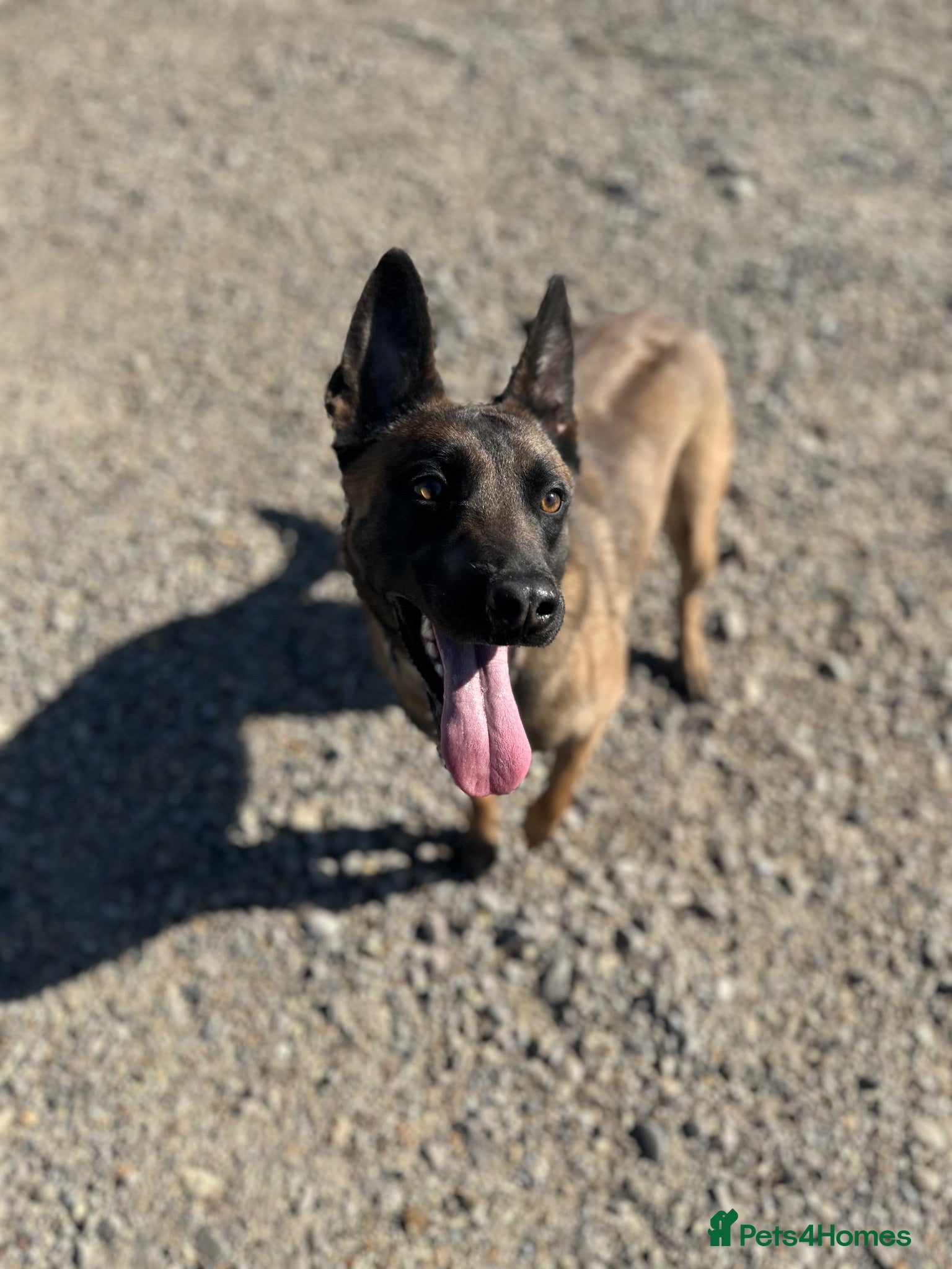 Belgian Shepherd Dog dogs 🐾 Ruby – Looking for Her Forever Home 🐾 - Advert 1
