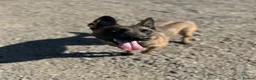Belgian Shepherd Dog dogs for sale: 🐾 Ruby – Looking for Her Forever Home 🐾 - Advert 1