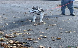 Siberian Husky dogs for sale: Beautiful boy needing forever home - Image 12