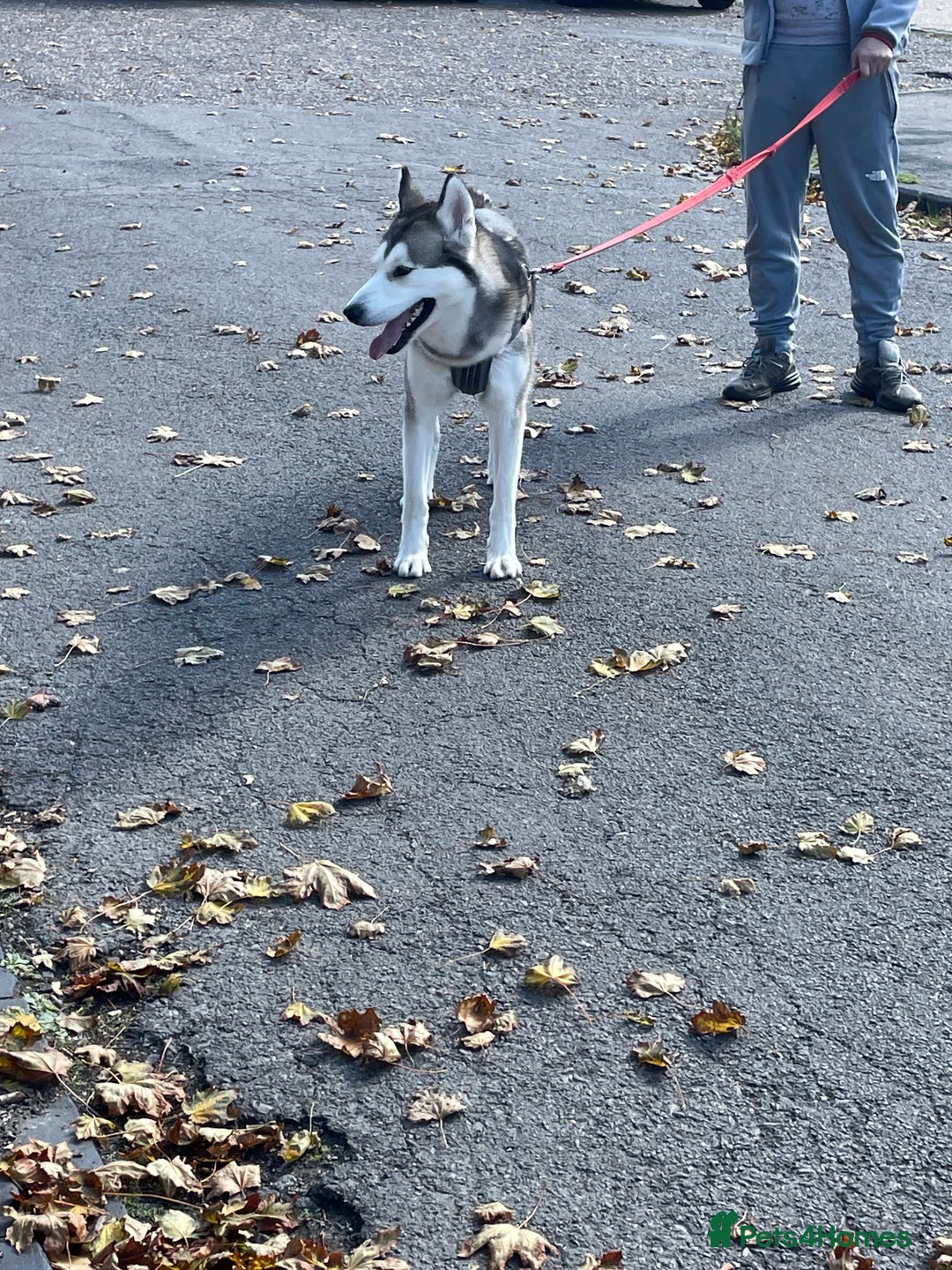 Siberian Husky dogs for sale: Beautiful boy needing forever home - Image 12