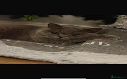 British Shorthair cats for sale: GCCF Active British Blue shorthair - Image 6